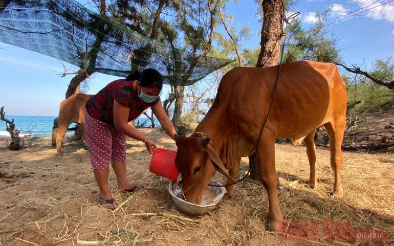 Không đi biển do cách y xã hội, vợ chồng chị Võ Thị Thúy ở thôn Châu Me, xã Phổ Châu chăm sóc đàn bò để có thêm thu nhập trong thời gian phòng tránh dịch Covid-19. H3-1625044340153.jpeg