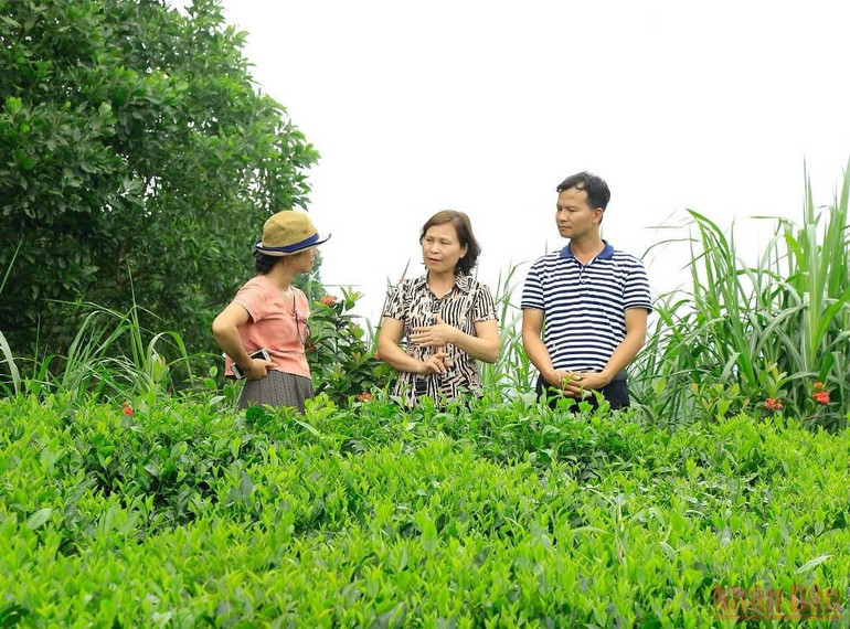 Bài 3: Hồi sinh một vùng chè huyền thoại -0