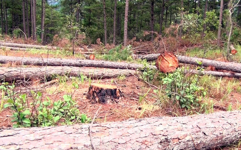 Xác định các đối tượng cưa hạ hàng loạt cây thông rừng phòng hộ -0