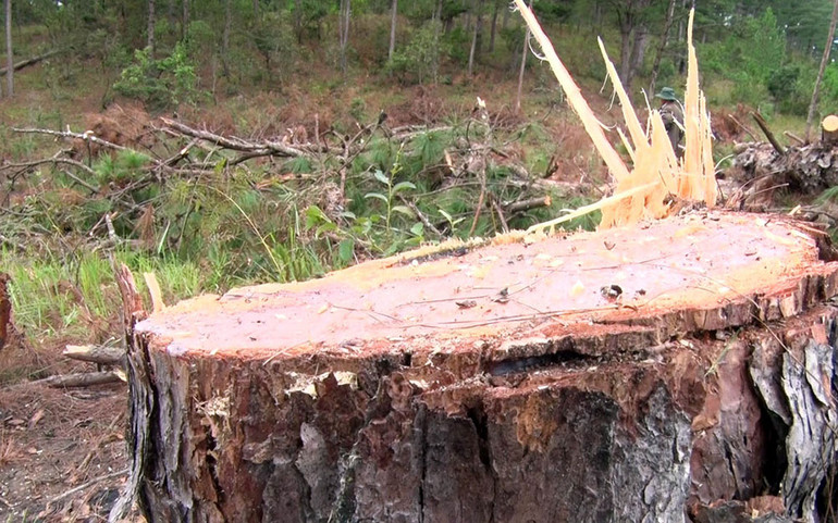 Xác định các đối tượng cưa hạ hàng loạt cây thông rừng phòng hộ -0