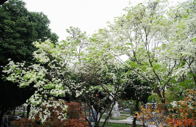 Hà Nội rực rỡ mùa hoa tháng 3 -0