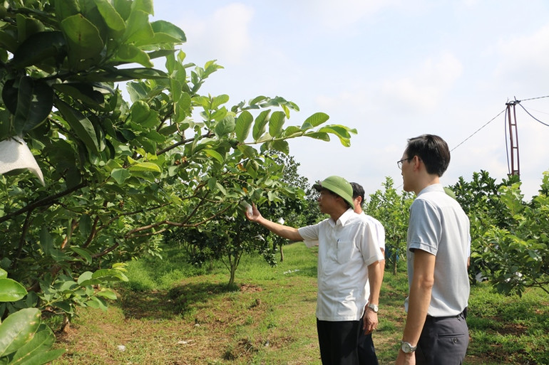Đột phá về hạ tầng phát triển nông nghiệp ở Lâm Thao -0