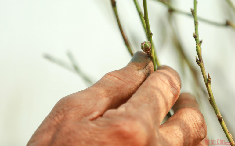 Người dân làng Nhật Tân tất bật tuốt lá đào chờ đón Tết Nguyên đán -0