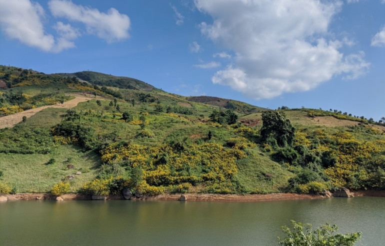 Dã quỳ “nhuộm” vàng khắp núi rừng Tây Bắc -1