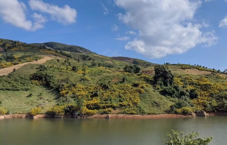 Dã quỳ “nhuộm” vàng khắp núi rừng Tây Bắc -1