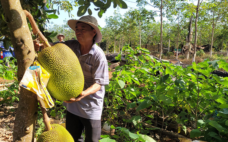 Lão nông Phạm Quang Mười (huyện Cư M’gar, tỉnh Đắk Lắk) thu hoạch mít được trồng theo hướng hữu cơ. Tăng cường sử dụng thuốc bảo vệ thực vật sinh học và phân bón hữu cơ -0