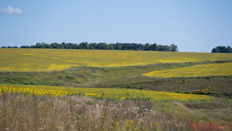 Thăm đồng hướng dương Nga -0