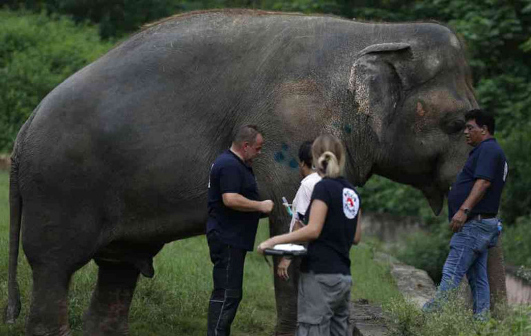 Chú voi đơn độc nhất thế giới sắp được trở về châu Á -0