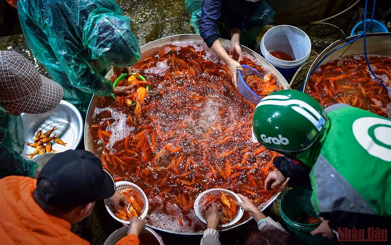 Chợ cá Yên Sở tấp nập, ngập sắc đỏ vàng Tết ông Công ông Táo -0