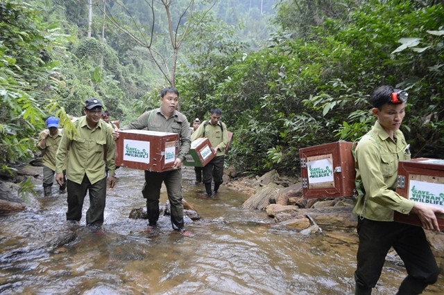 Anh Nguyễn Văn Thái cùng các kiểm lâm trong một lần đi thả tê tê về tự nhiên. Ảnh: Save Vietnam Wildlife. Nhà bảo tồn tê tê người Việt giành giải thưởng “Nobel xanh” danh giá thế giới -0