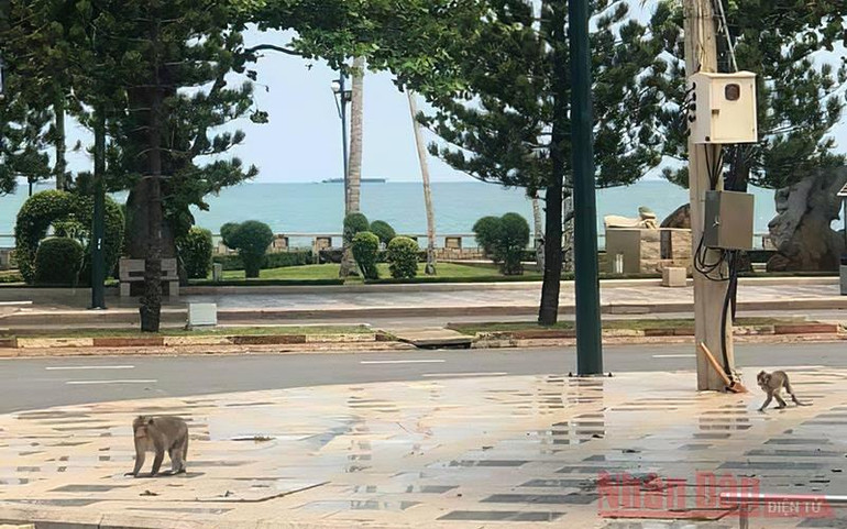 Sau 3 ngày giãn cách, khỉ, sóc tung tăng trên đường phố Vũng Tàu -0