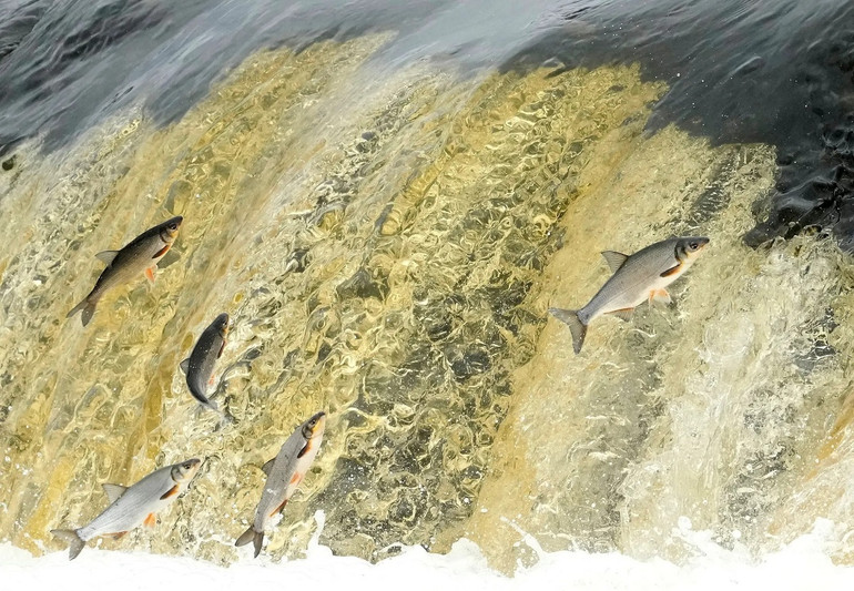 Những bức ảnh ấn tượng về động vật hoang dã trong tuần -0