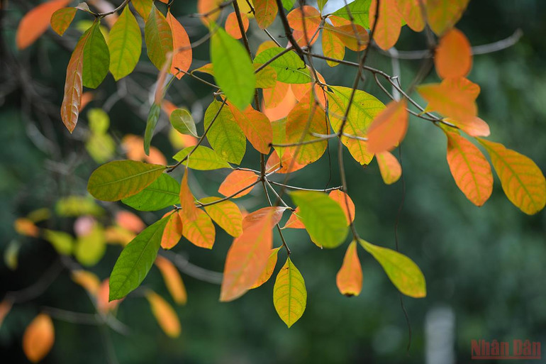 Hà Nội đẹp nao lòng mùa lá rụng tháng 3 -0