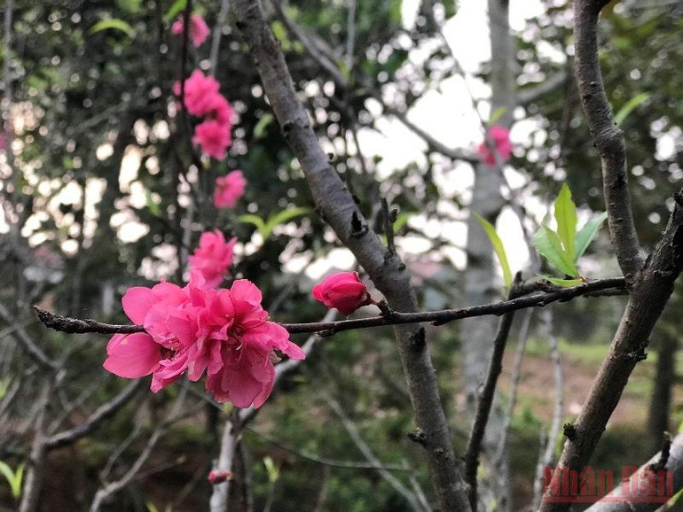 Vườn xuân còn mẹ -0