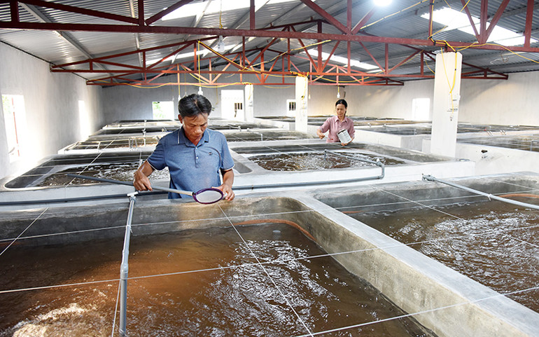 Tháo gỡ rào cản kỹ thuật cho ngành tôm tăng trưởng -0
