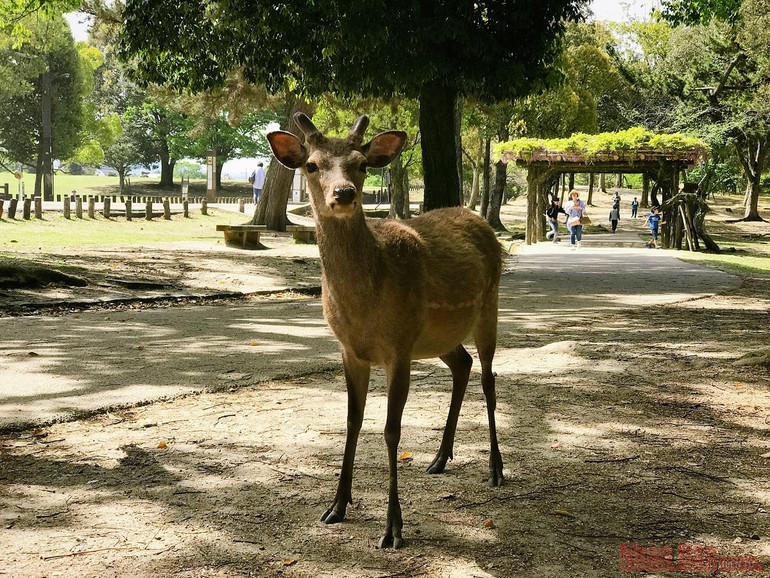 Những điều thú vị ở xứ sở “Mặt Trời mọc” -0
