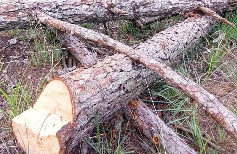 Hàng trăm cây thông ba lá bị cưa hạ trái phép tại Đà Lạt -0