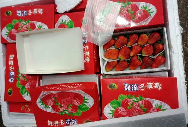 Trên các hộp giấy chứa quả dâu tây có chữ Trung Quốc. Phát hiện lô hàng dâu tây nhập lậu qua đường hàng không -0