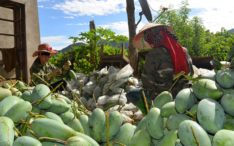 Mở lối xuất khẩu nông sản trong mùa dịch -0