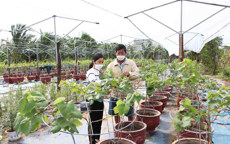 Nông dân Ninh Thuận chăm sóc nho kiểng bán Tết Nhâm Dần 2022 -0