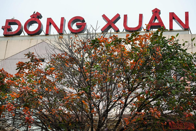 Hà Nội đẹp nao lòng mùa lá rụng tháng 3 -0