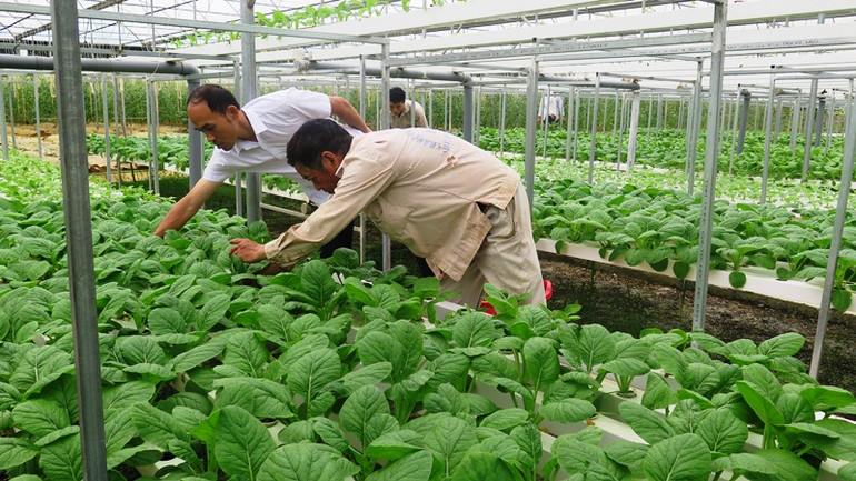 Liên kết sản xuất nông nghiệp hàng hóa ở TP Lai Châu -0