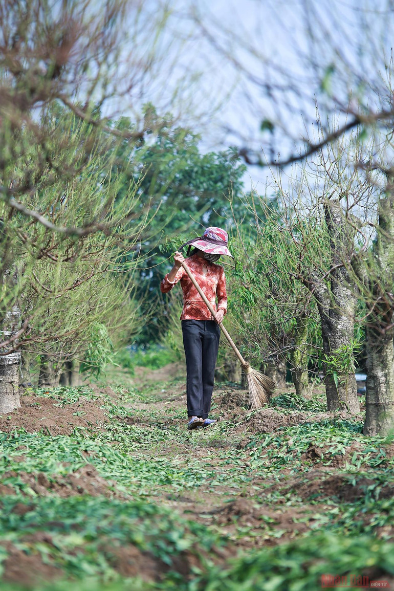 Người dân làng Nhật Tân tất bật tuốt lá đào chờ đón Tết Nguyên đán -0