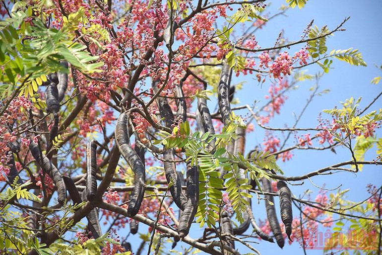 Tháng 3 mùa hoa ô môi khoe sắc -0