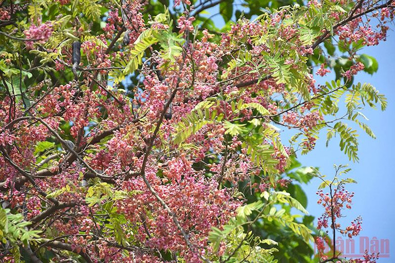 Tháng 3 mùa hoa ô môi khoe sắc -0