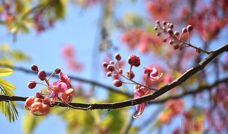 Tháng 3 mùa hoa ô môi khoe sắc -0