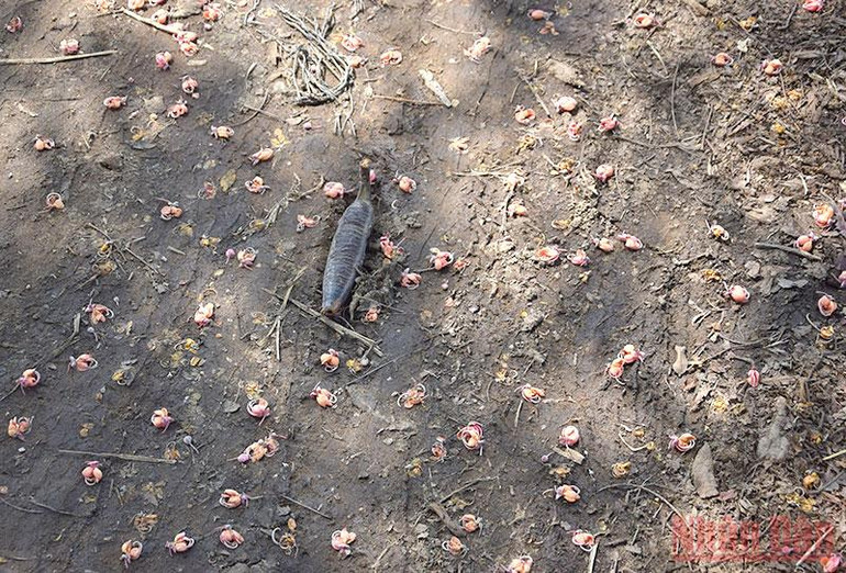 Tháng 3 mùa hoa ô môi khoe sắc -0