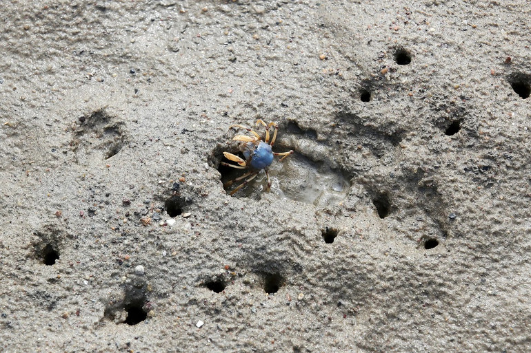 Những bức ảnh ấn tượng về động vật hoang dã trong tuần -0