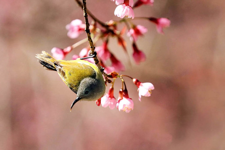 “Săn” vũ điệu xuân -0