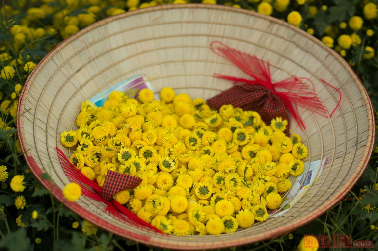 Vàng óng mùa cúc chi -0