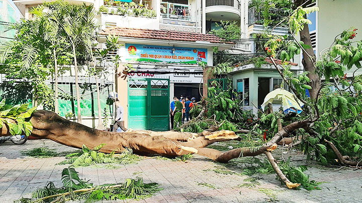 Một gốc phượng ngã, đổ trong Trường THCS Bạch Đằng (quận 3) khiến một học sinh tử vong vào tháng 5-2020. Nỗi lo cây xanh ngã, đổ trong mùa mưa -0