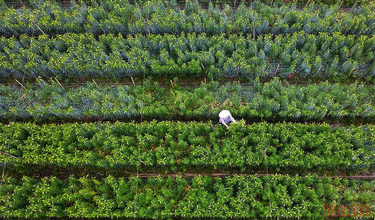 Tháng tư mùa hoa loa kèn tinh khôi xuống phố Hà Nội -0