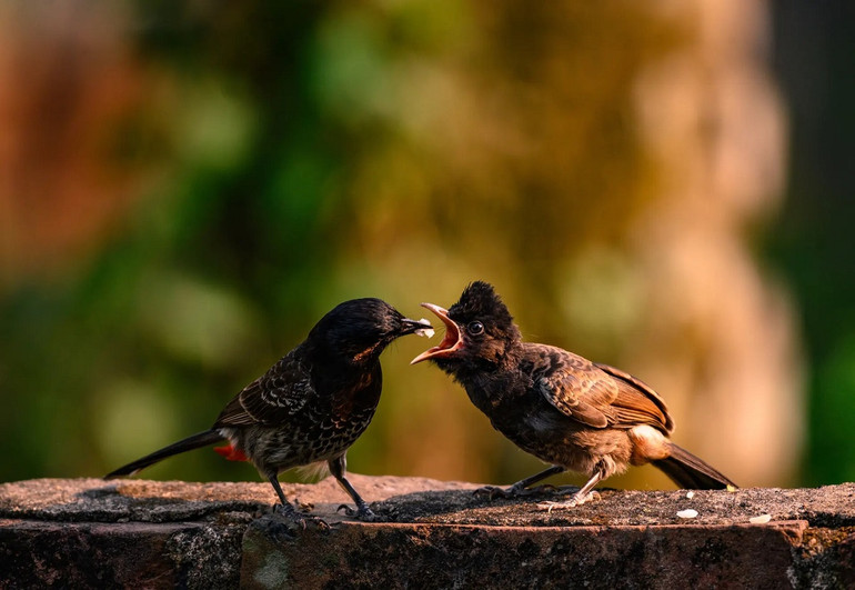 Những bức ảnh ấn tượng về động vật hoang dã trong tuần -0