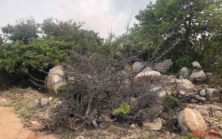 Kết nối các di sản thiên nhiên ở Ninh Thuận -0