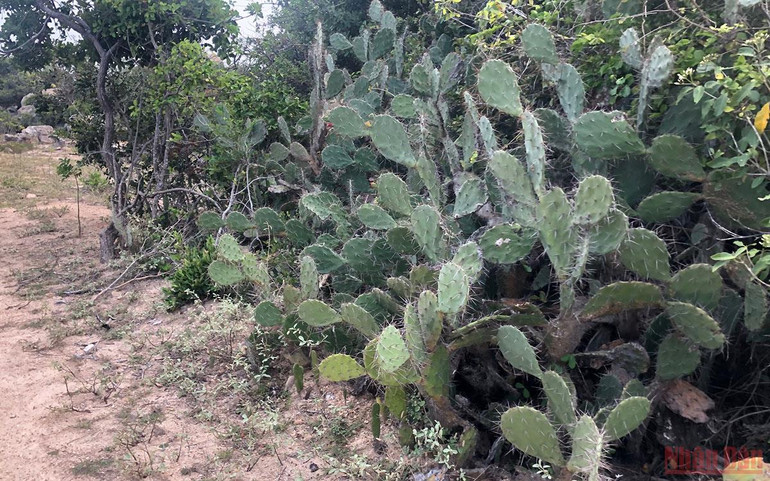 Kết nối các di sản thiên nhiên ở Ninh Thuận -0