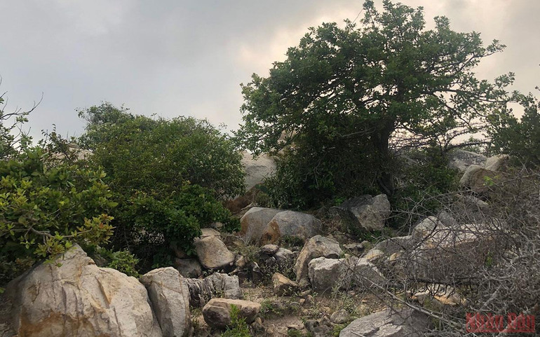 Kết nối các di sản thiên nhiên ở Ninh Thuận -0