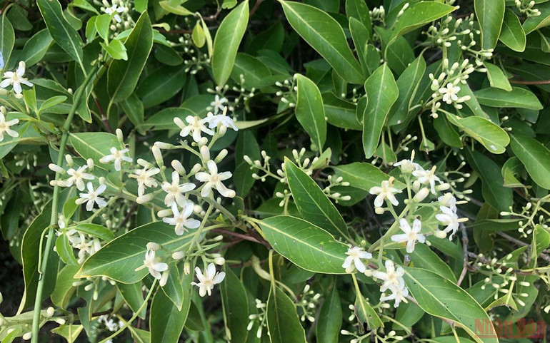 Kết nối các di sản thiên nhiên ở Ninh Thuận -0