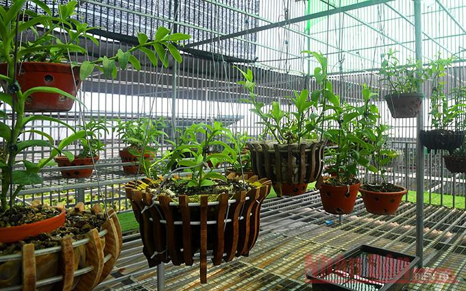 "Bong bóng" lan đột biến rồi sẽ "xẹp" ảnh 2