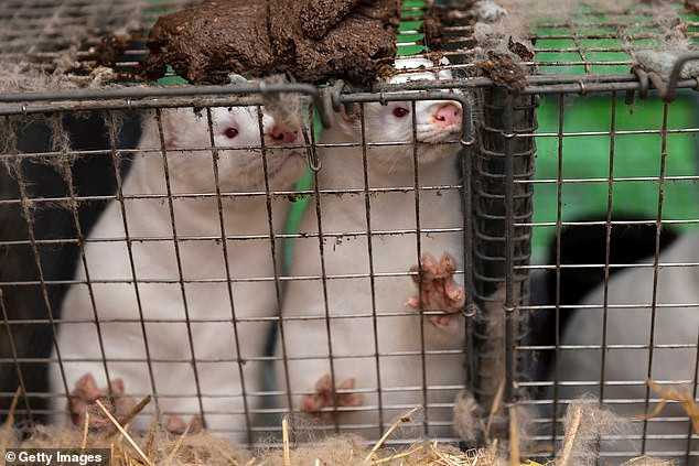 WHO trấn an những lo ngại về chủng đột biến Covid-19 lây từ chồn sang người -0