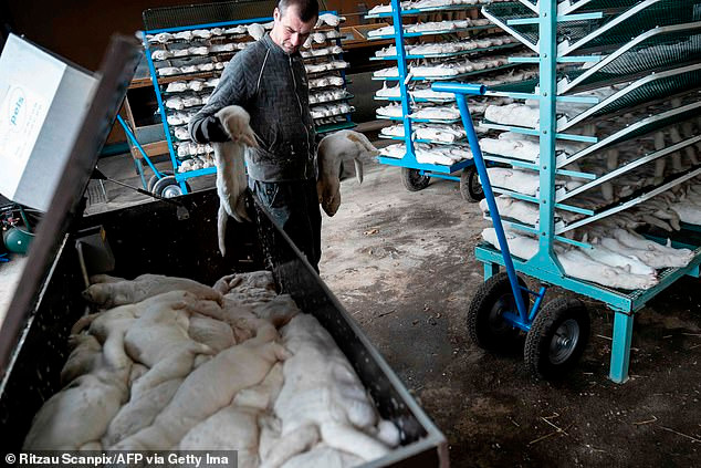 WHO trấn an những lo ngại về chủng đột biến Covid-19 lây từ chồn sang người -0