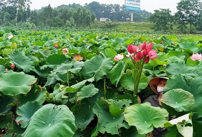 Mùa sen thơm ngát giữa mùa lúa ở tâm dịch Covid-19 -0