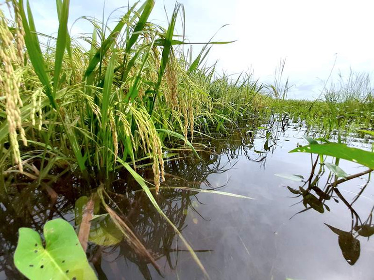 Thiên tai ở Cà Mau gây thiệt hại hàng chục tỷ đồng -0