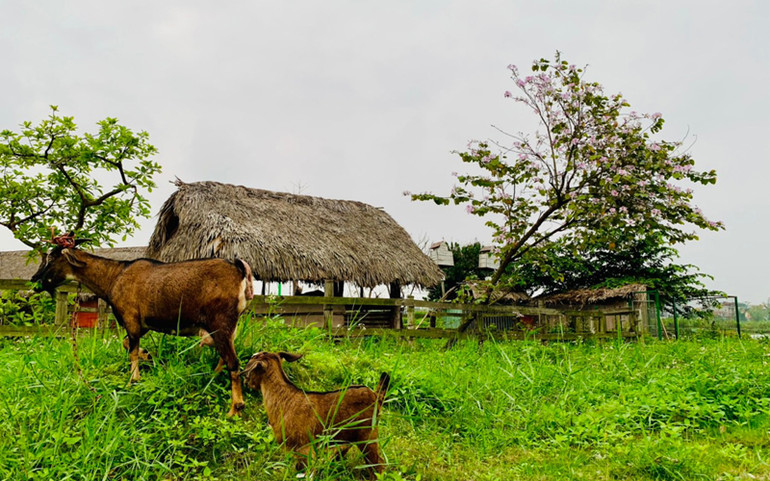 Gợi ý ba địa điểm sinh thái quanh Hà Nội dịp nghỉ lễ -0