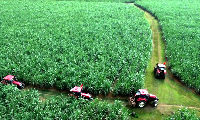 Minh oan cho mía đường -0