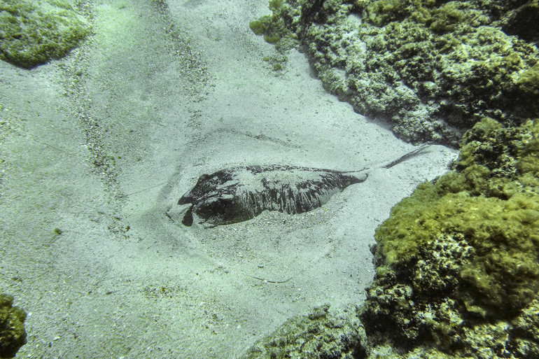 Những bức ảnh ấn tượng về động vật hoang dã trong tuần -0