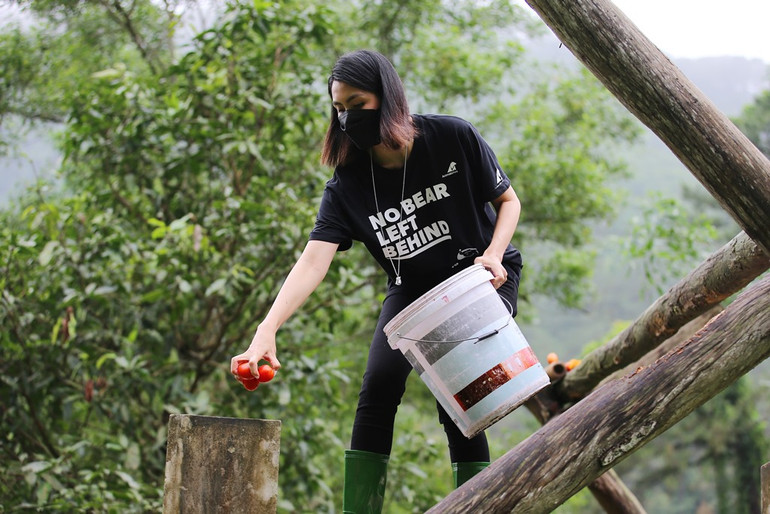 Diễn viên Tăng Thanh Hà đang giấu hoa quả vào hốc gỗ để gấu tập tìm kiếm thức ăn. Khởi động chiến dịch Không một cá thể gấu nào bị bỏ lại phía sau -0